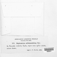 Nephroma laevigatum image